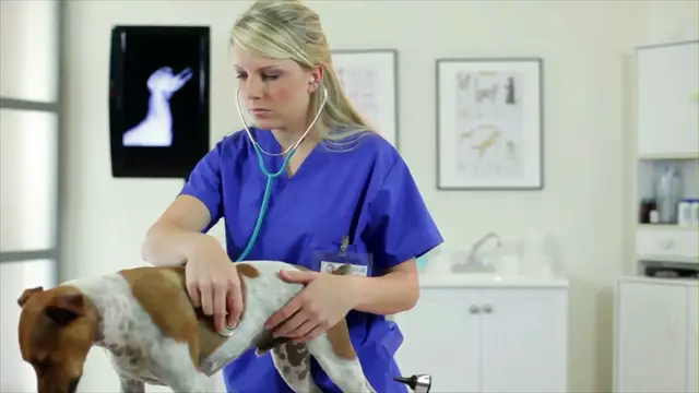 Video thumbnail for Top 10 Veterinary Careers That Pay the Big Bucks 💰