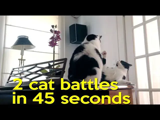 Video thumbnail for Battles of the Cats