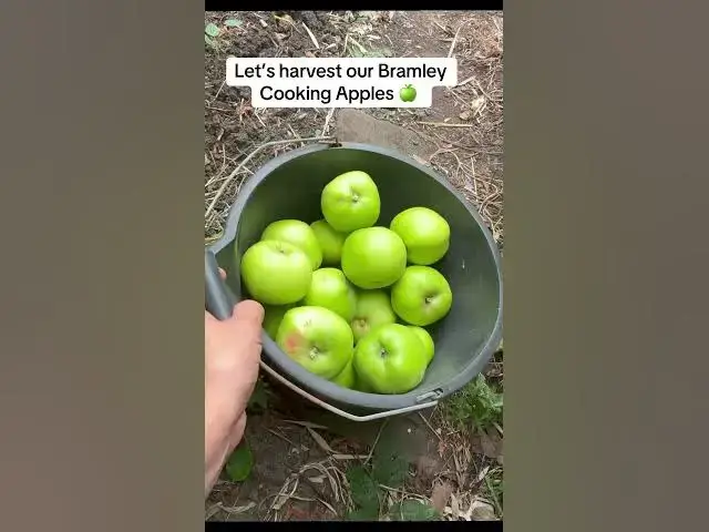 'Video thumbnail for 🍏✨ Let’s harvest our Bramley cooking apples! ✨🍏'