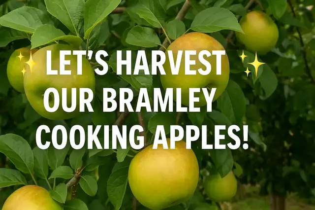 'Video thumbnail for 🍏✨ Let’s harvest our Bramley cooking apples! ✨🍏'