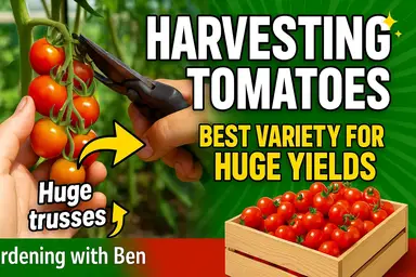 'Video thumbnail for ๐
Harvesting Tomatoes & The BEST Variety to Grow for Huge Crop Yields!'