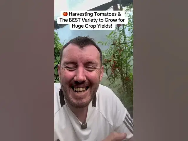 'Video thumbnail for 🍅 Harvesting Tomatoes & The BEST Variety to Grow for Huge Crop Yields!'