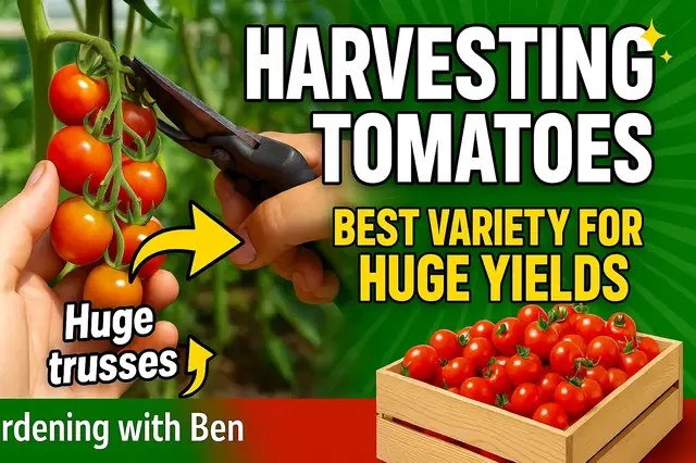 'Video thumbnail for 🍅 Harvesting Tomatoes & The BEST Variety to Grow for Huge Crop Yields!'