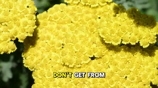 'Video thumbnail for Roasted cauliflower cheese'