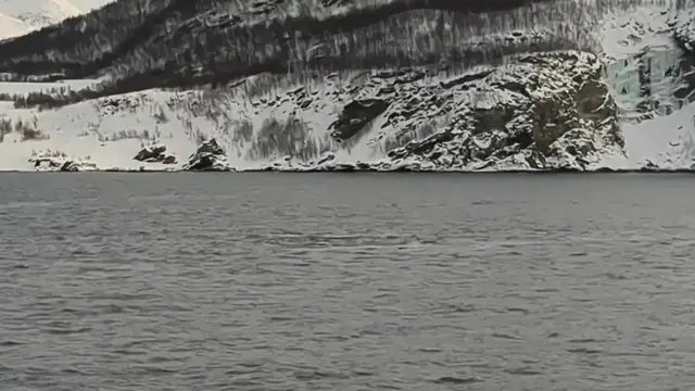 Video thumbnail for Whales Diving