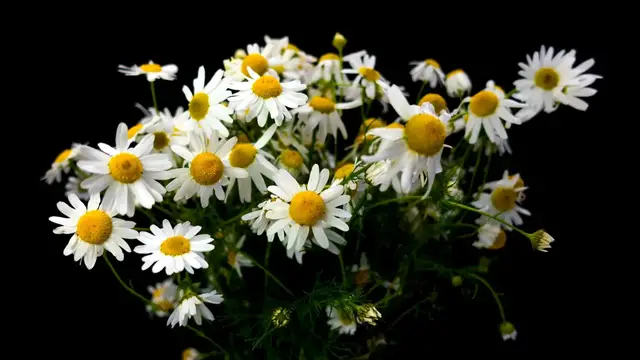 Video thumbnail for カモミールの用途とは