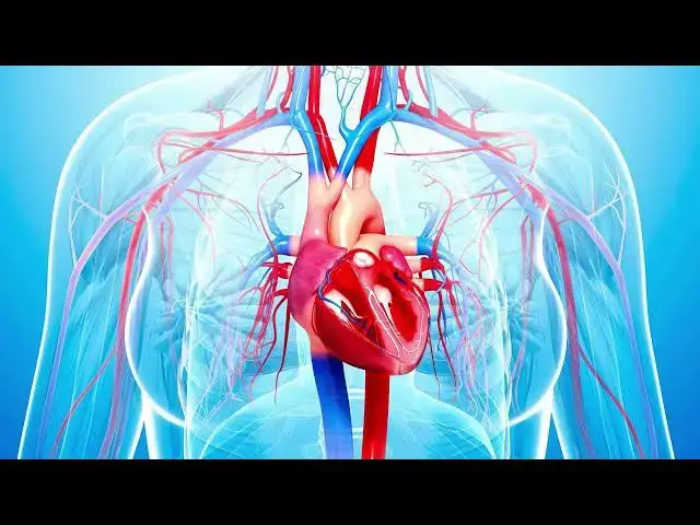 Video thumbnail for The Cardiovascular System: How It Works and Why It’s Vital for Your Health