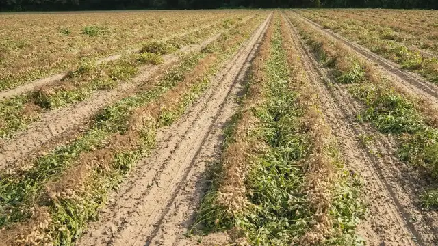 'Video thumbnail for Jimmy Carter_ Vom Erdnussfarmer zum US-Präsidenten'