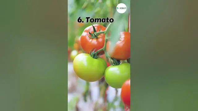 Video thumbnail for Good Companion Plants For Zucchini #farming #herbgarden #shorts