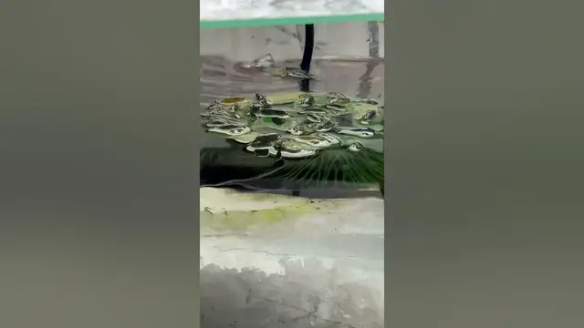 Video thumbnail for Sign you need to do a water change. Your shrimp try to escape and get out of the water. #signs