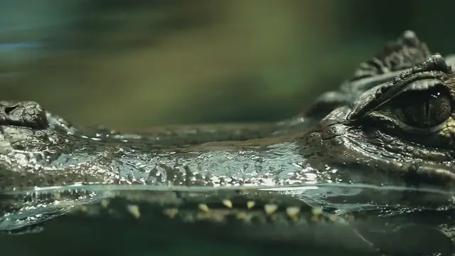 Video thumbnail for Carson_Steele_s_Alligator_Sensation