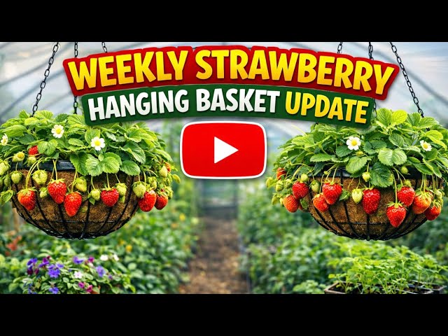 Video thumbnail for Weekly Strawberry Hanging Basket Update | Growth Progress and Early Care