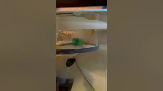 Video thumbnail for Newly hatched Green dragon bristlenose Pleco babies