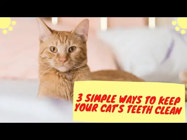 'Video thumbnail for How to clean your cat’s teeth | Feline dental care'